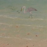 Heron and Shells painting
